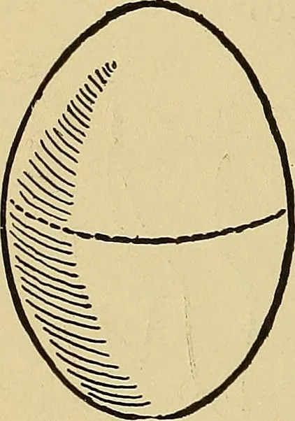 An illustration from Indoor and outdoor handicraft and recreation for girls, 1904, leaf 163