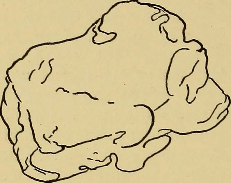 An illustration from Indoor and outdoor handicraft and recreation for girls, 1904, leaf 215