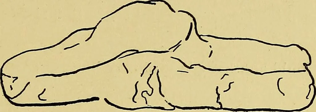 An illustration from Indoor and outdoor handicraft and recreation for girls, 1904, leaf 216