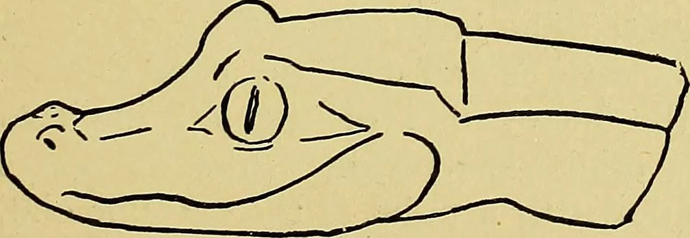 An illustration from Indoor and outdoor handicraft and recreation for girls, 1904, leaf 216