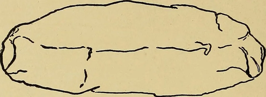An illustration from Indoor and outdoor handicraft and recreation for girls, 1904, leaf 217