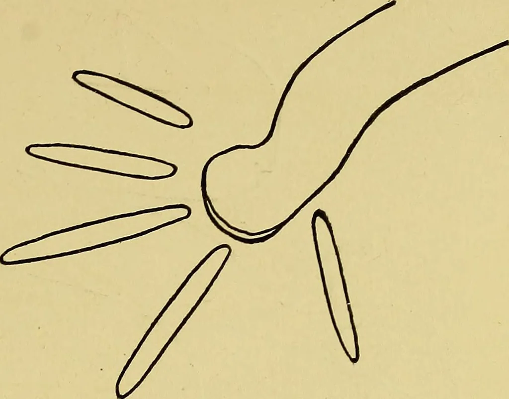 An illustration from Indoor and outdoor handicraft and recreation for girls, 1904, leaf 220