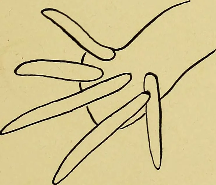 An illustration from Indoor and outdoor handicraft and recreation for girls, 1904, leaf 220