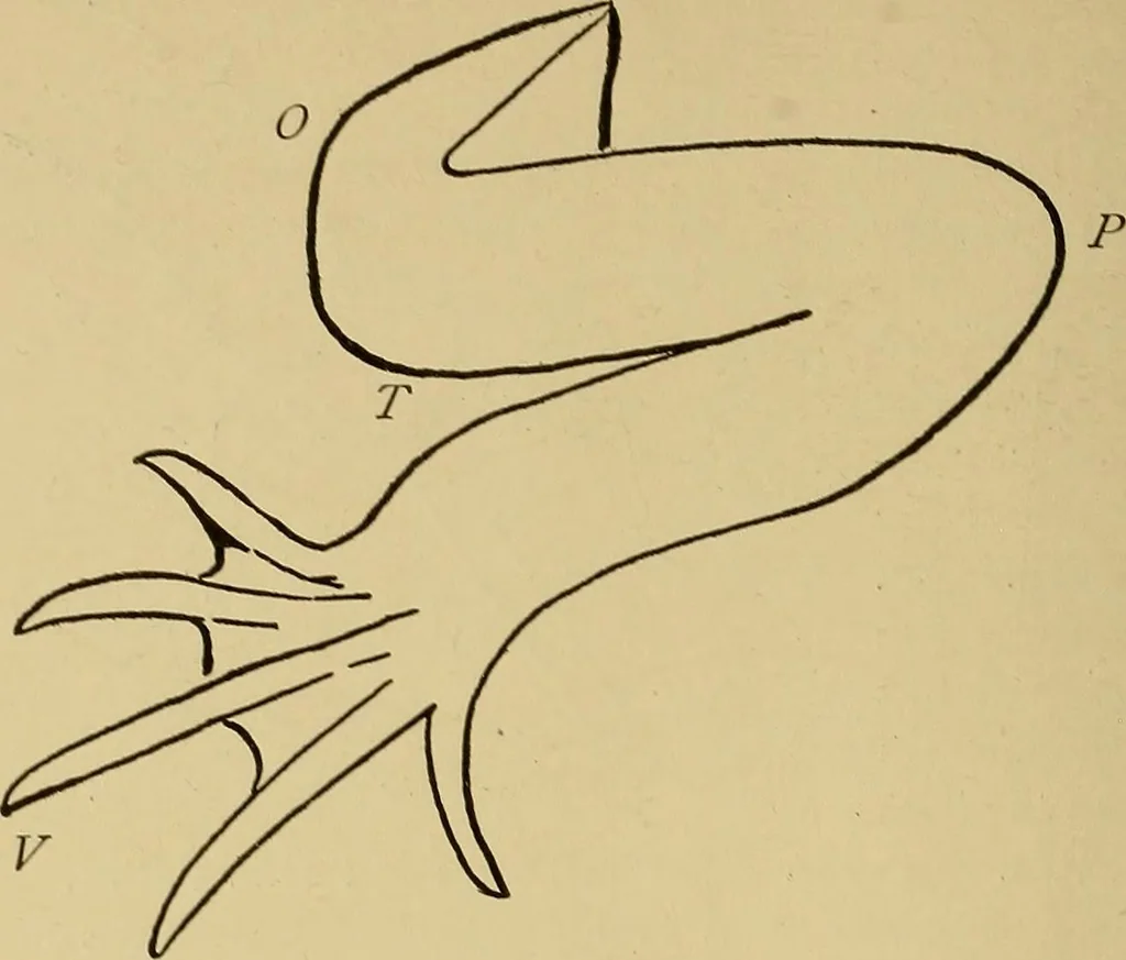 An illustration from Indoor and outdoor handicraft and recreation for girls, 1904, leaf 221