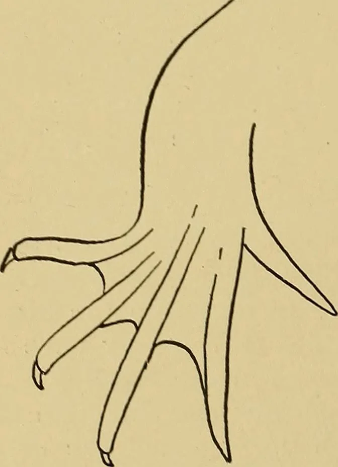 An illustration from Indoor and outdoor handicraft and recreation for girls, 1904, leaf 221