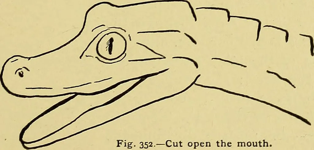 An illustration from Indoor and outdoor handicraft and recreation for girls, 1904, leaf 222