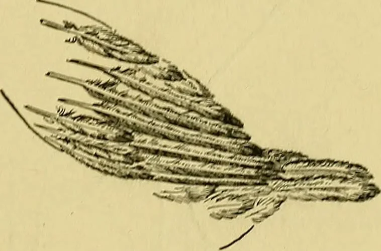An illustration from Indoor and outdoor handicraft and recreation for girls, 1904, leaf 242