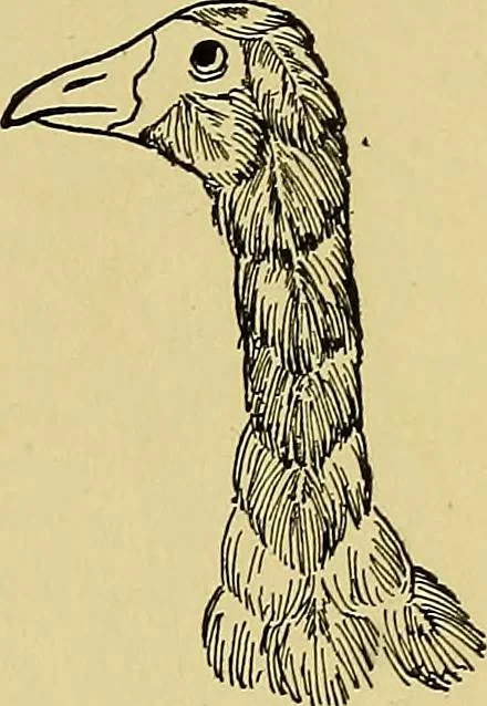 An illustration from Indoor and outdoor handicraft and recreation for girls, 1904, leaf 244