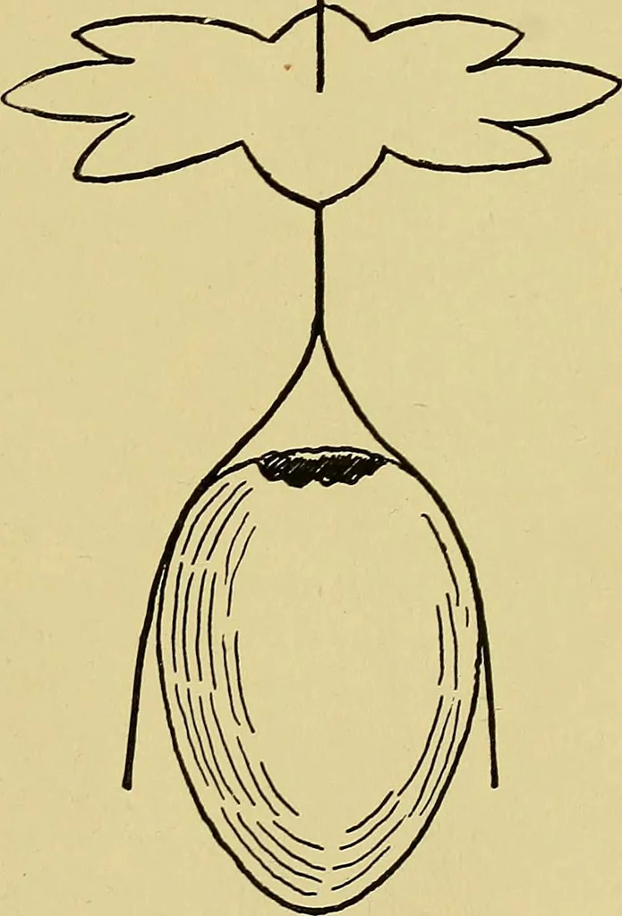 An illustration from Indoor and outdoor handicraft and recreation for girls, 1904, leaf 252