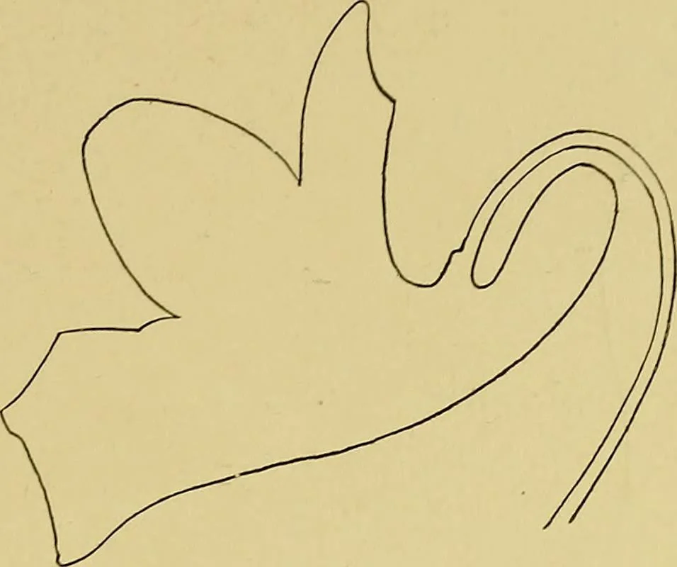 An illustration from Indoor and outdoor handicraft and recreation for girls, 1904, leaf 264
