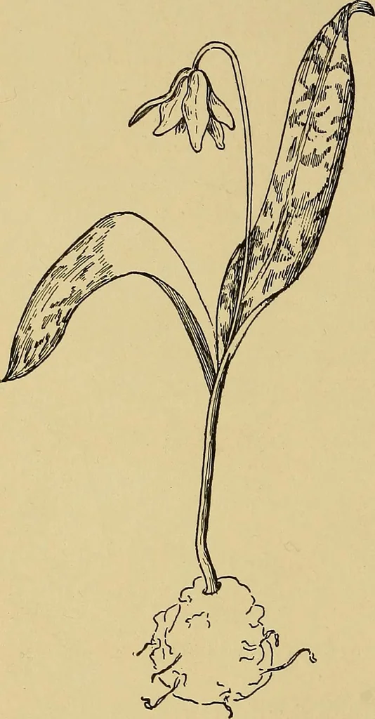 An illustration from Indoor and outdoor handicraft and recreation for girls, 1904, leaf 269