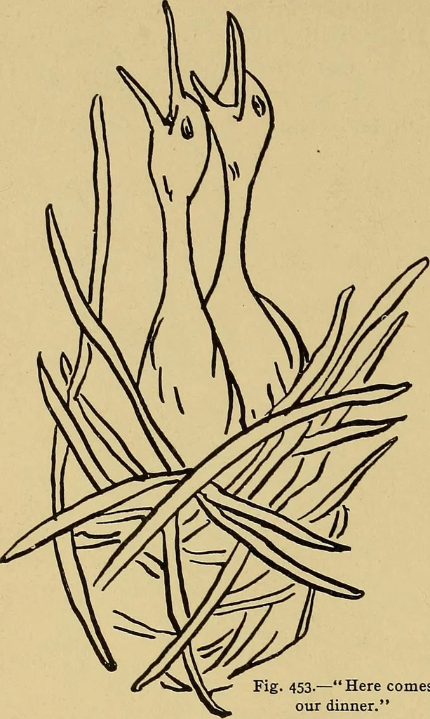 An illustration from Indoor and outdoor handicraft and recreation for girls, 1904, leaf 297