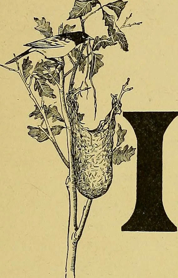 An illustration from Indoor and outdoor handicraft and recreation for girls, 1904, leaf 32