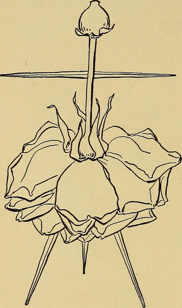 An illustration from Indoor and outdoor handicraft and recreation for girls, 1904, leaf 353