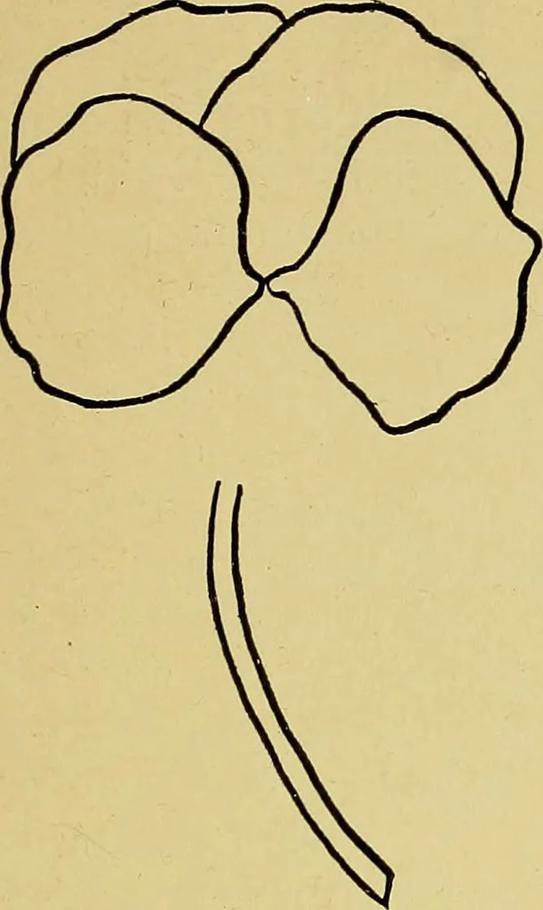 An illustration from Indoor and outdoor handicraft and recreation for girls, 1904, leaf 358