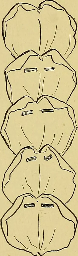 An illustration from Indoor and outdoor handicraft and recreation for girls, 1904, leaf 360