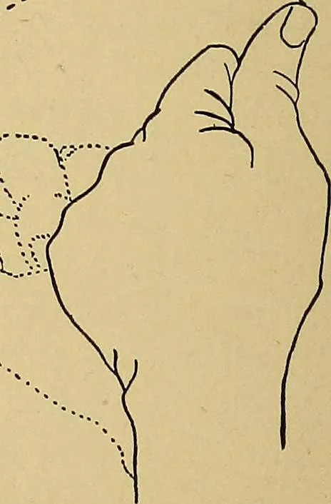 An illustration from Indoor and outdoor handicraft and recreation for girls, 1904, leaf 365