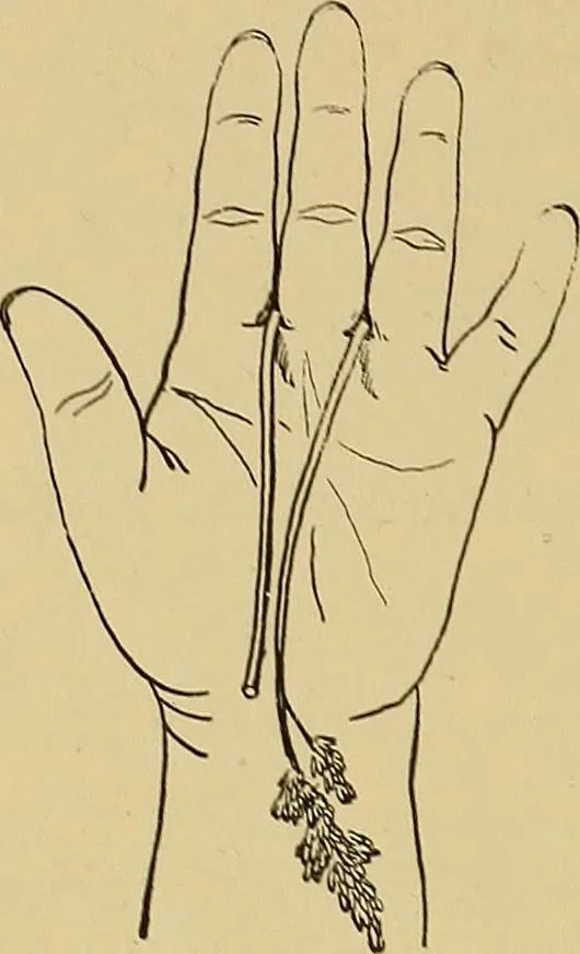 An illustration from Indoor and outdoor handicraft and recreation for girls, 1904, leaf 71