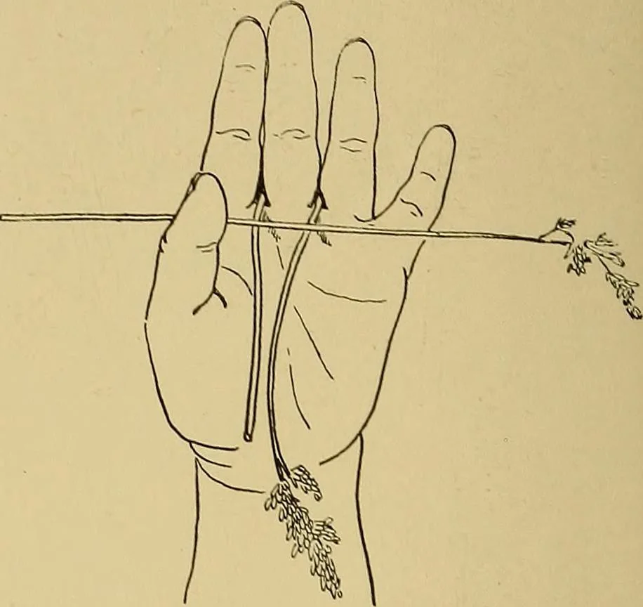 An illustration from Indoor and outdoor handicraft and recreation for girls, 1904, leaf 71