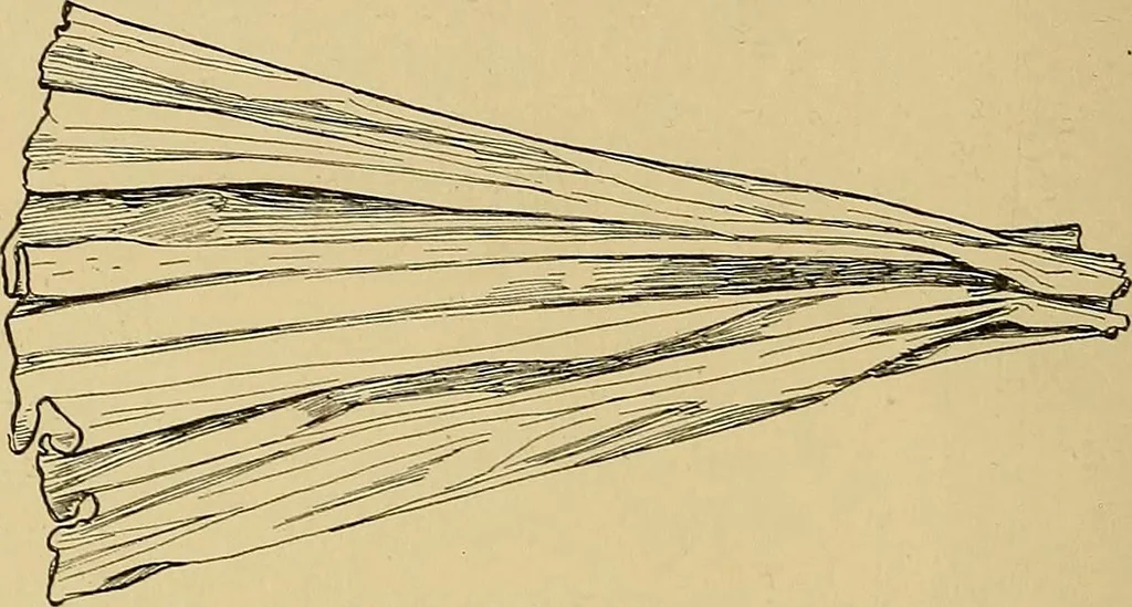 An illustration from Indoor and outdoor handicraft and recreation for girls, 1904, leaf 97