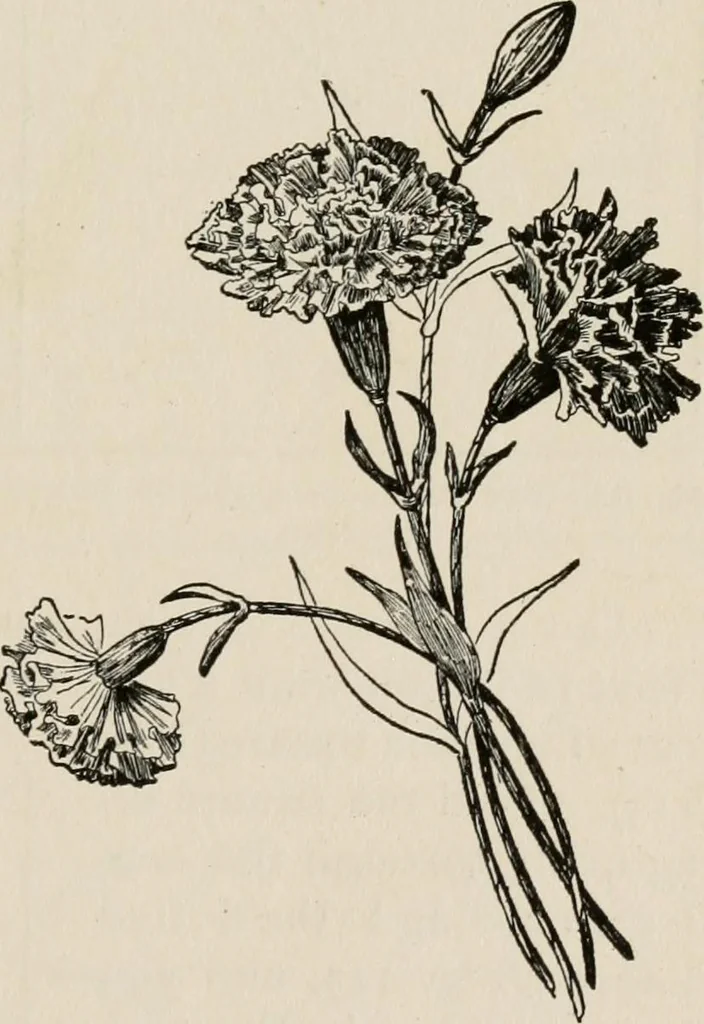 An illustration from Indoor and outdoor recreations for girls, 1906, leaf 108