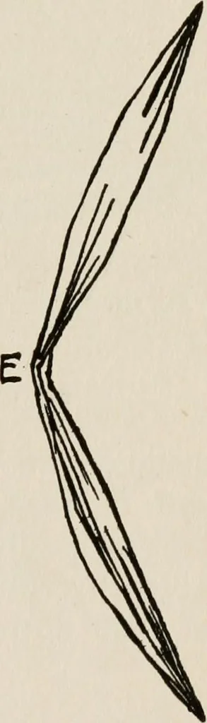 An illustration from Indoor and outdoor recreations for girls, 1906, leaf 114