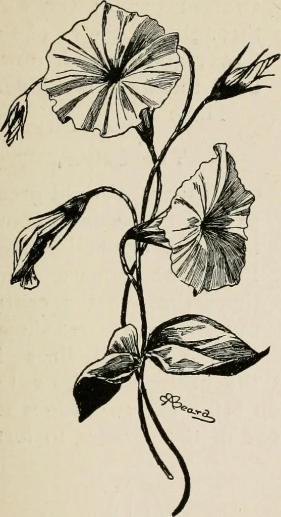 An illustration from Indoor and outdoor recreations for girls, 1906, leaf 116