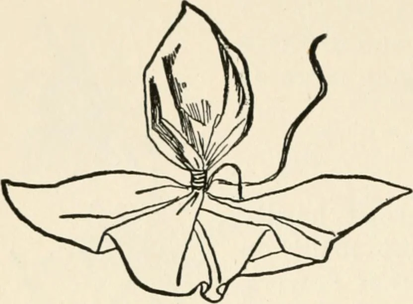 An illustration from Indoor and outdoor recreations for girls, 1906, leaf 121