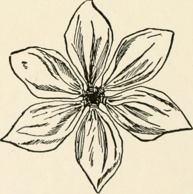 An illustration from Indoor and outdoor recreations for girls, 1906, leaf 121