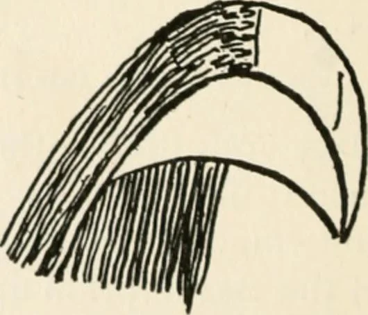 An illustration from Indoor and outdoor recreations for girls, 1906, leaf 201