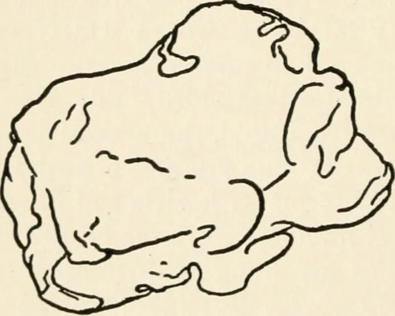 An illustration from Indoor and outdoor recreations for girls, 1906, leaf 215