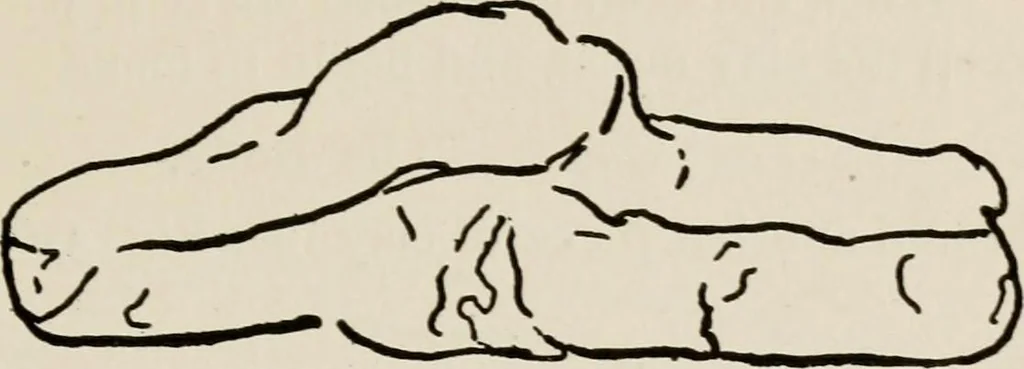 An illustration from Indoor and outdoor recreations for girls, 1906, leaf 216