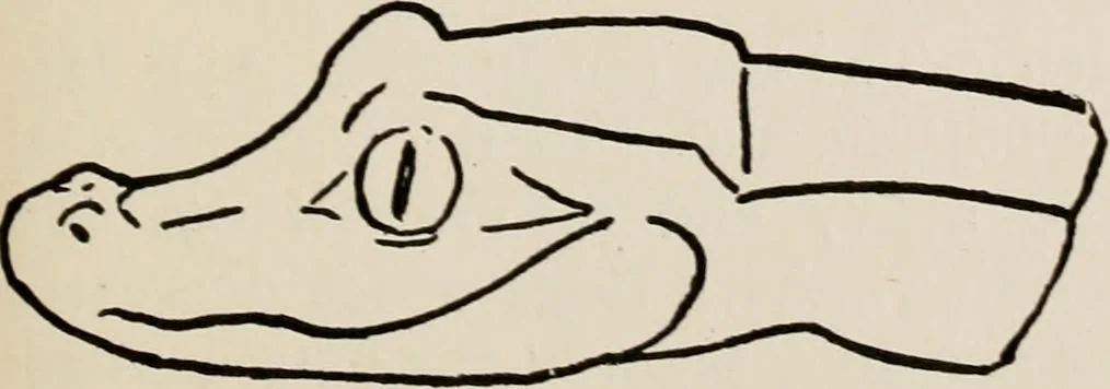 An illustration from Indoor and outdoor recreations for girls, 1906, leaf 216