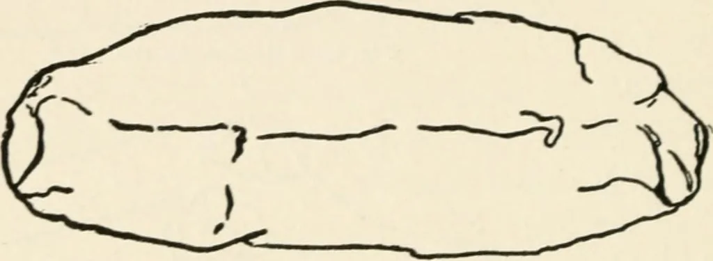 An illustration from Indoor and outdoor recreations for girls, 1906, leaf 217