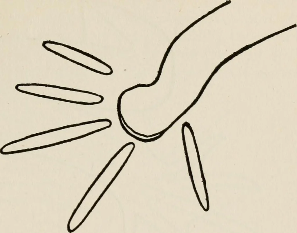 An illustration from Indoor and outdoor recreations for girls, 1906, leaf 220
