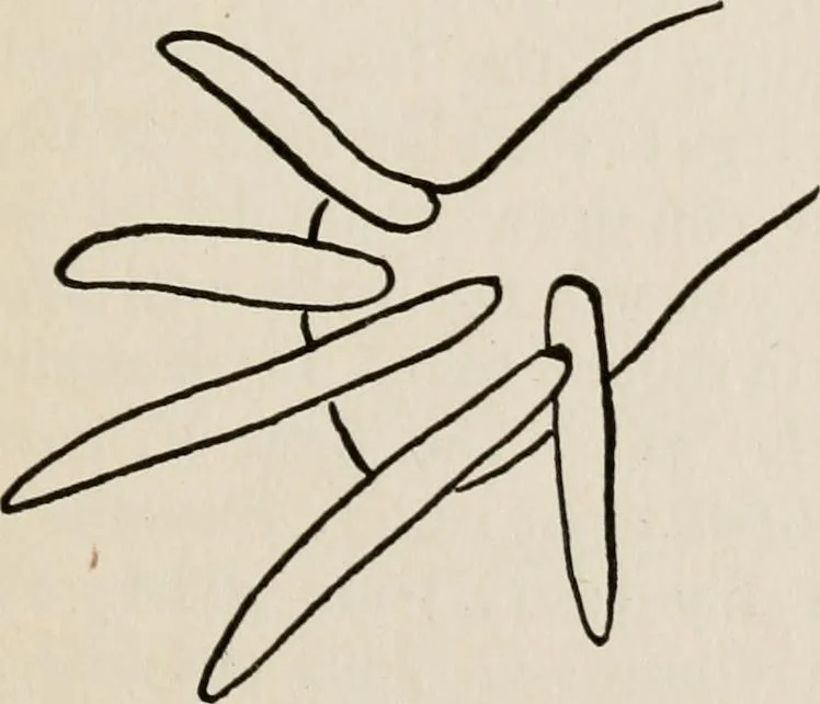 An illustration from Indoor and outdoor recreations for girls, 1906, leaf 220