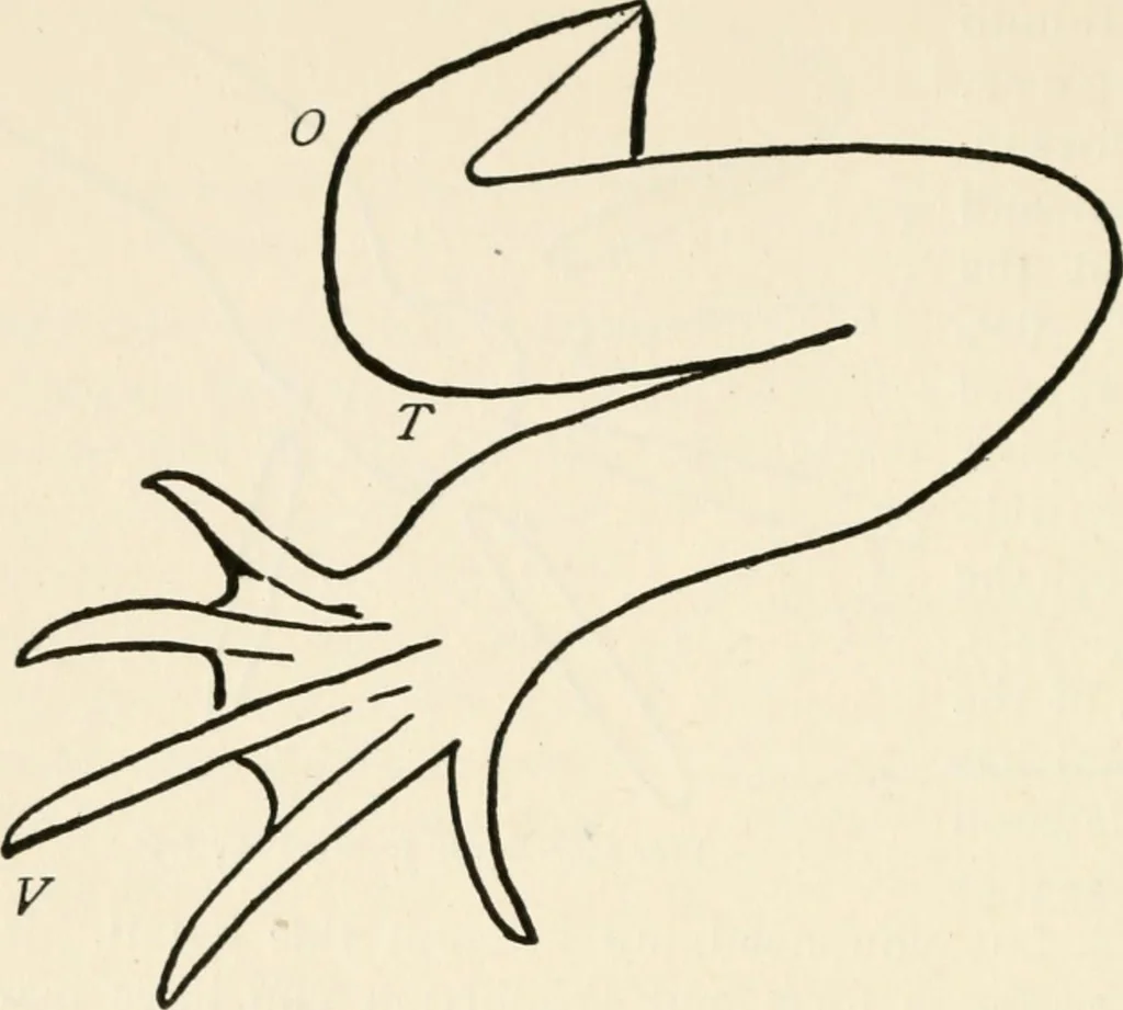 An illustration from Indoor and outdoor recreations for girls, 1906, leaf 221