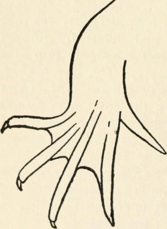 An illustration from Indoor and outdoor recreations for girls, 1906, leaf 221