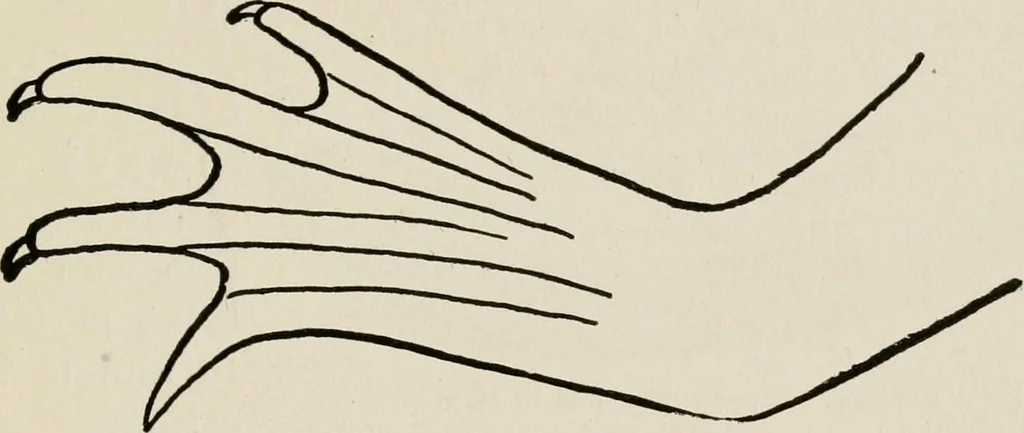 An illustration from Indoor and outdoor recreations for girls, 1906, leaf 222