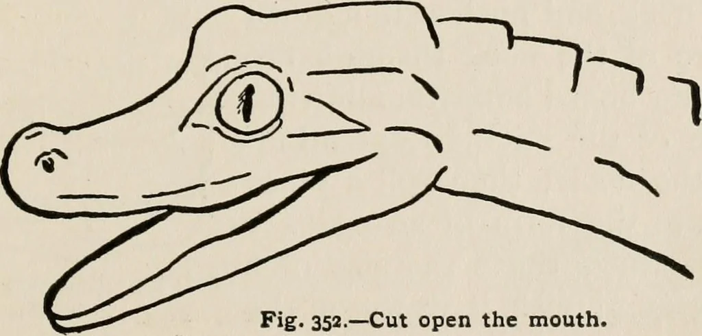 An illustration from Indoor and outdoor recreations for girls, 1906, leaf 222