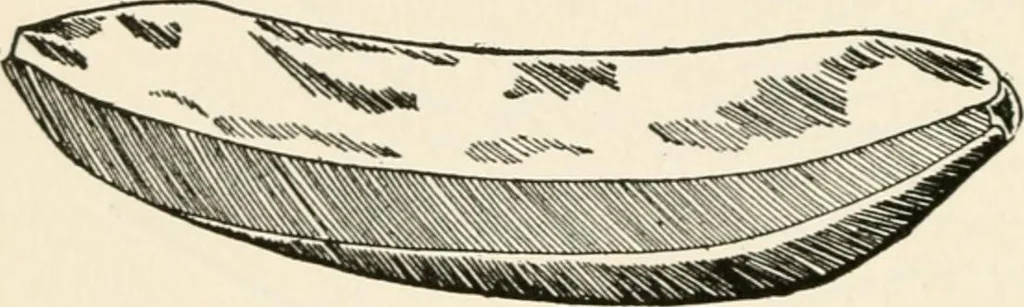 An illustration from Indoor and outdoor recreations for girls, 1906, leaf 223