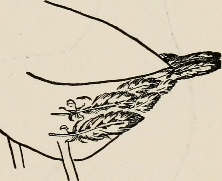An illustration from Indoor and outdoor recreations for girls, 1906, leaf 242
