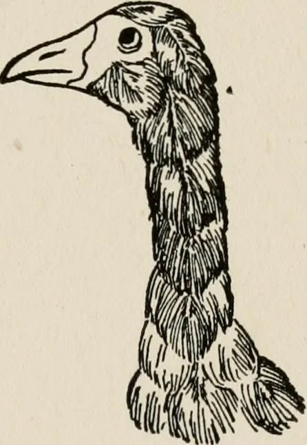 An illustration from Indoor and outdoor recreations for girls, 1906, leaf 244
