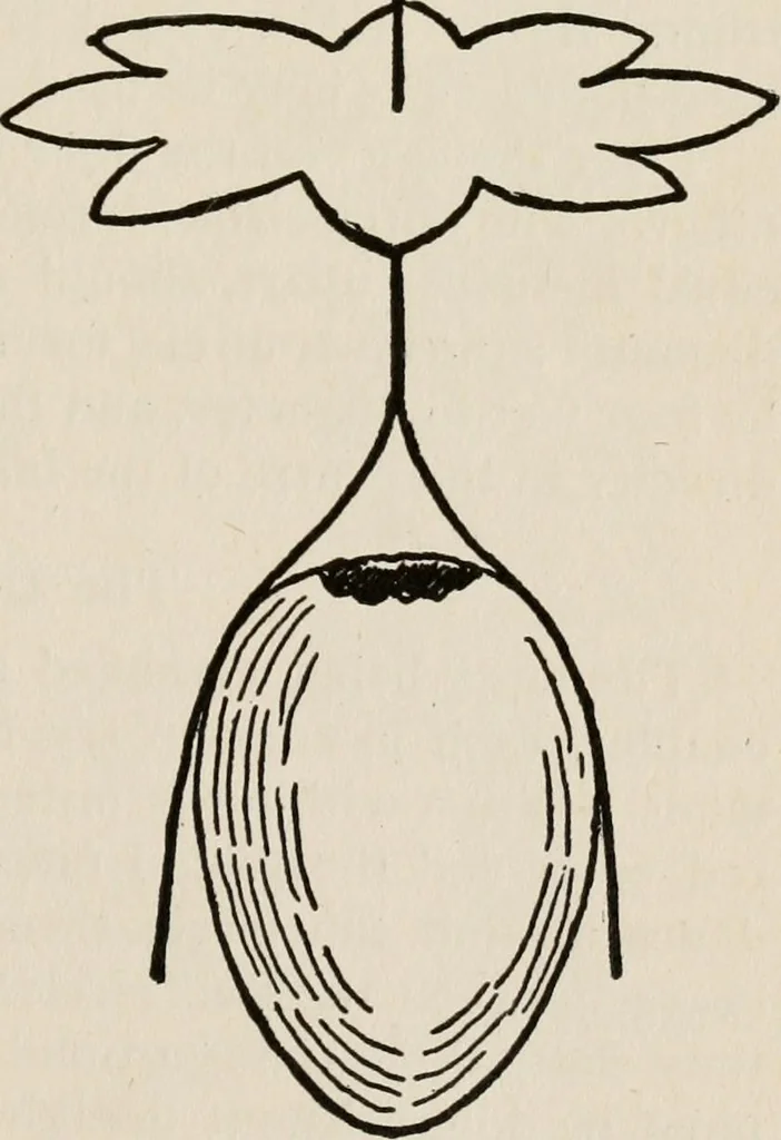 An illustration from Indoor and outdoor recreations for girls, 1906, leaf 252