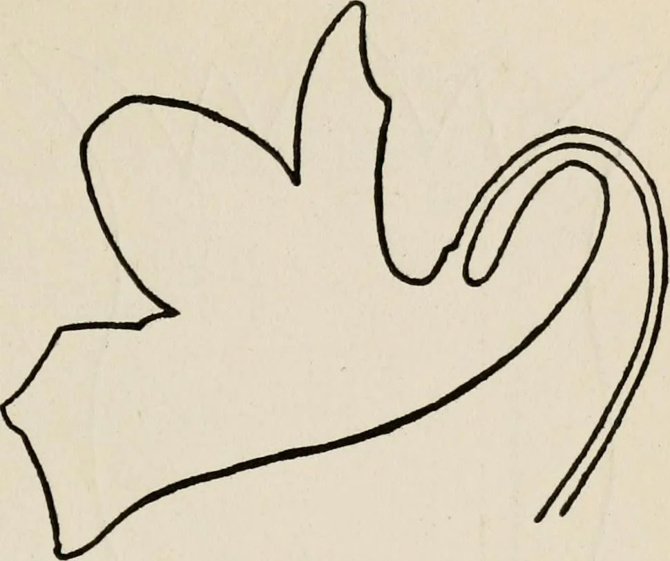 An illustration from Indoor and outdoor recreations for girls, 1906, leaf 264