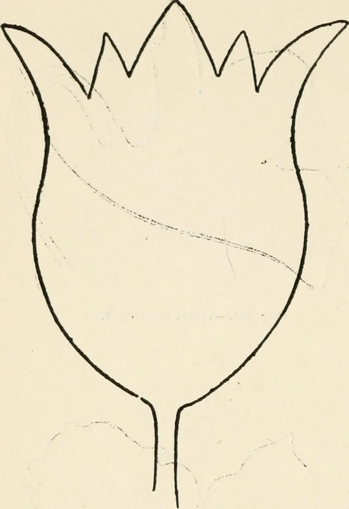 An illustration from Indoor and outdoor recreations for girls, 1906, leaf 265