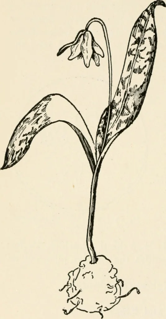 An illustration from Indoor and outdoor recreations for girls, 1906, leaf 269