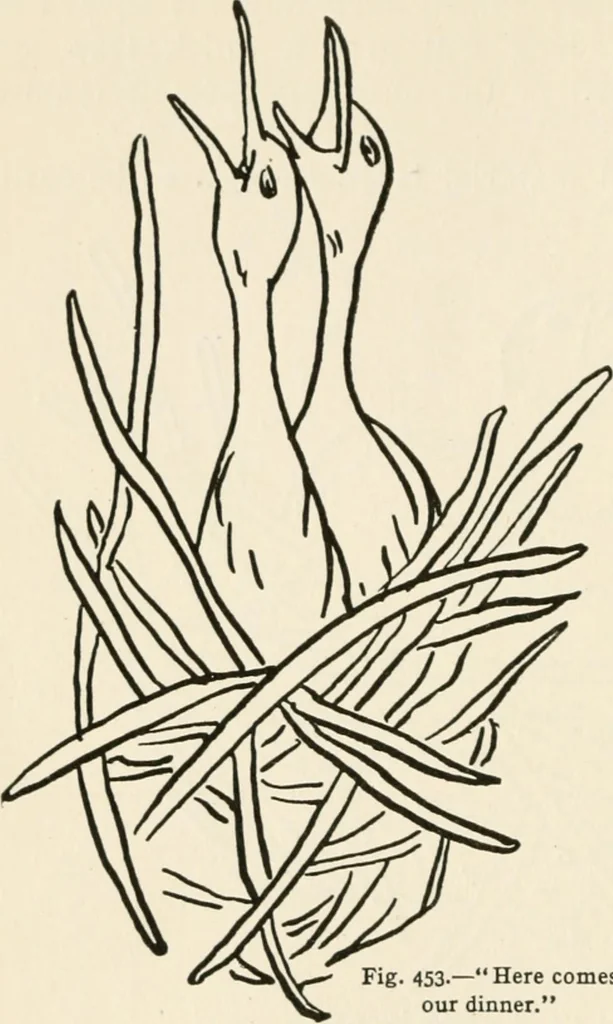 An illustration from Indoor and outdoor recreations for girls, 1906, leaf 297