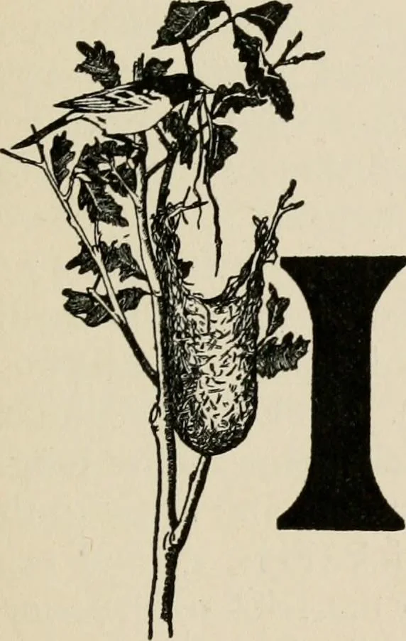An illustration from Indoor and outdoor recreations for girls, 1906, leaf 32
