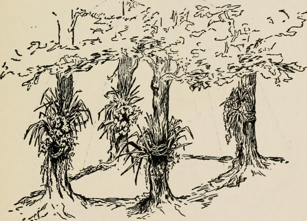 An illustration from Indoor and outdoor recreations for girls, 1906, leaf 328